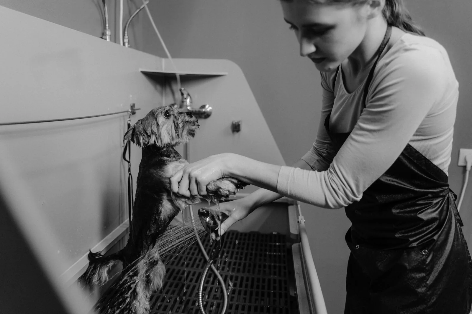 A dog being groomed at a professional pet grooming salon with grooming tools nearby